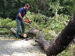 Best Tree Mulching  in Fkville, AL