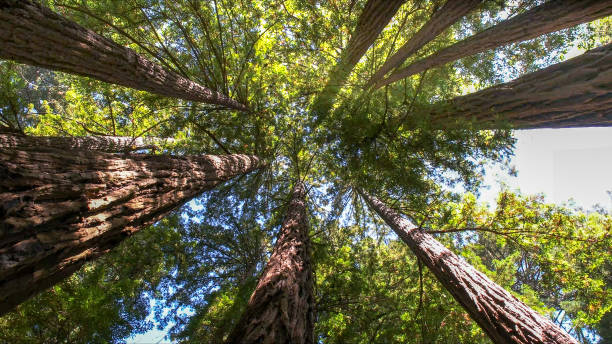 Best Tree Maintenance Programs  in Fkville, AL