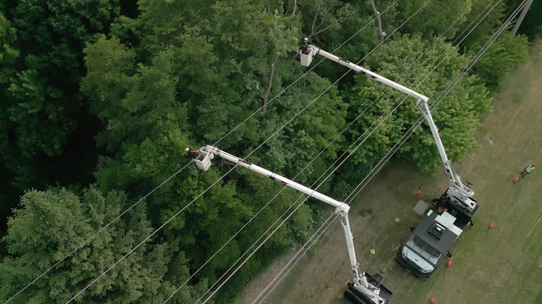 Best Tree and Shrub Care  in Fkville, AL
